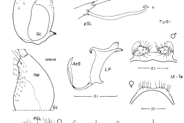 Female and male genitalia and cibarial armature of Culex educator. a = seta a of pSL; AeS = aedeagal sclerite; b = seta b of pSL; CA = cibarial armature; Ce = cercus; CiB = cibarial bar; CT = cibarial tooth; dSL = distal division of subapical lobe; f = foliform seta of dSL; Gc = gonocoxite; Gs = gonostylus; h = hooked seta of dSL; IsS = insular seta; l = leaf seta of dSL; LP = lateral plate; lsp = lateral setal patch; PGL = postgenital lobe; pSL = proximal division of subapical lobe; s = saberlike seta of dSL; UVL = upper vaginal lip; UVS = upper vaginal sclerite; IX-Te = tergum IX (Photo: Forattini & Sallum, 1993a).
