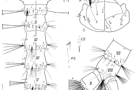Larva of Culex educator. A = antenna, C = cranium, CS = comb scale, M = mesothorax, p = puncture, P = prothorax, PS = pecten spine, S = siphon, T = metathorax, I-X = abdominal segments (Photo: Forattini & Sallum, 1993a).