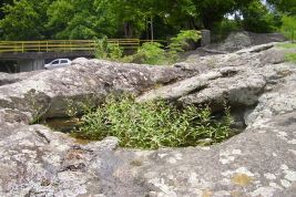 Agua en huecos de rocas donde se desarrollan los estados inmaduros de Culex dolosus (Foto: M. Laurito).