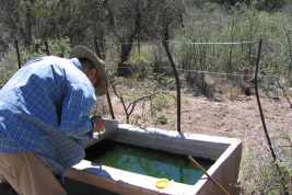 Cattle trough where immature stages of Psorophora cingulata develop (Photo: M. Laurito).