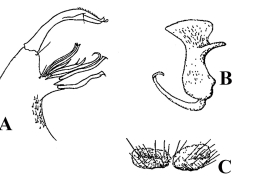 Estructuras de la genitalia masculina de Culex elevator: A. Lóbulo subapical y gonostilo del gonocoxite (Foto: Anduze, 1949); B. Placa lateral y C. Tergito IX (Foto: Wirth, 1945).