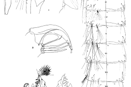 Pupa y estructuras de la genitalia masculina de Culex fernandezi. Pupa. 1. Cefalotórax; 2. Posnoto y abdomen. Genitalia masculina. 3. Lóbulo subapical y gonostilo del gonocoxopodito; 4. Tergito IX y X, y placa lateral (Foto: Casal et al. 1966).