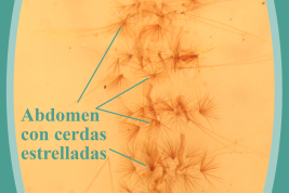Cerdas estrelladas del abdomen de Culex fernandezi (Foto: M. Laurito).
