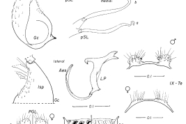 Female and male genitalia, and cibarial armature of Culex vaxus. a = seta a of pSL; AeS = aedeagal sclerite; b = seta b of pSL; CA = cibarial armature; Ce = cercus; CiB = cibarial bar; CT = cibarial tooth; dSL = distal division of subapical lobe; f = foliform seta of dSL; Gc = gonocoxite; Gs = gonostylus; h = hooked seta of dSL; IsS = insular seta; l = leaf seta of dSL; LP = lateral plate; lsp = lateral setal patch; PGL = postgenital lobe; pSL = proximal division of subapical lobe; s = saberlike seta of dSL; UVL = upper vaginal lip; UVS = upper vaginal sclerite; IX-Te = tergum IX (Photo: Forattini & Sallum, 1993).