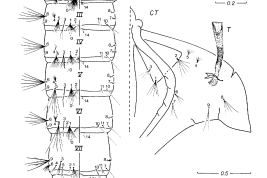 Pupa of Culex vaxus. CT = cephalothorax, GL = genital lobe, Pa = paddle, T = trumpet, I-IX = abdominal segments (Photo: Forattini & Sallum, 1993)