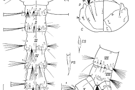 Larva de Culex educator. A = antena, C = cabeza, CS = dientes del peine, M = mesotórax, p = perforación, P = protórax, PS = espinas del pecten, S = sifón, T = metatórax, I-X = segmentos abdominales (Foto: Forattini & Sallum, 1993).