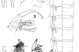 Pupa y estructuras de la genitalia masculina de Culex hepperi. Pupa. 1. Cefalotórax; 2. Posnoto y abdomen. Genitalia masculina. 3. Lóbulo subapical y gonostilo del gonocoxopodito; 4. Tergito IX y X, y placa lateral (Foto: Casal & García, 1967).