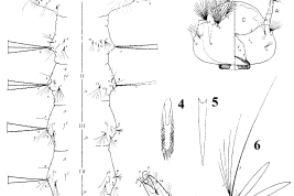 Cuarto estadio larval de Culex hepperi. 1. Tórax y segmentos abdominales I-VI; 2. Mentón dorsal; 3. Cabeza; 4. Dientes del peine; 5. Espinas del pecten; 6. Segmentos abdominales abdominales VI-X (Foto: Casal & García, 1967).