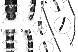 Adultos de Culex corniger. 1. Abdomen de la hembra (vista dorsal); 2. Abdomen de la hembra (vista lateral); 3. Tarso posterior de la hembra y ápice de la tibia posterior (vista anterior); 4. Abdomen del macho (vista dorsal); 5. Abdomen del macho (vista lateral); 6. Tarso posterior del macho y ápice de la tibia posterior (vista anterior) (Foto: Strikman & Pratt, 1989).