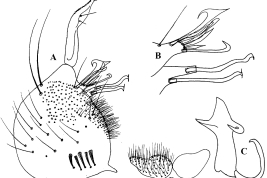 Estructuras de la genitalia masculina de Culex idottus: A. Gonocoxopodioe; B. Detalle del lóbulo subapical del gonocoxito; C. Placa lateral; C. Tergito IX (Foto: Sirivanakarn, 1982).