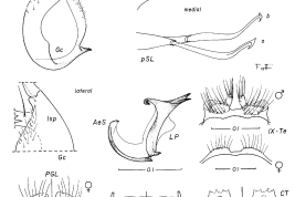 Female and male genitalia structures and cibarial armature of Culex inadmirabilis. a = seta a of pSL; AeS = aedeagal sclerite; b = seta b of pSL; CA = cibarial armature; Ce = cercus; CiB = cibarial bar; CT = cibarial tooth; dSL = distal division of subapical lobe; f = foliform seta of dSL; Gc = gonocoxite; Gs = gonostylus; h = hooked seta of dSL; IsS = insular seta; l = leaf seta of dSL; LP = lateral plate; lsp = lateral setal patch; PGL = postgenital lobe; pSL = proximal division of subapical lobe; s = saberlike seta of dSL; UVL = upper vaginal lip; UVS = upper vaginal sclerite; IX-Te = tergum IX (Photo: Forattini & Sallum, 1993b).