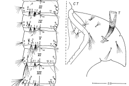 Pupa de Culex educator. CT = cefalotórax, GL = lóbulo genital, Pa = paleta, T = trompeta, I-IX = segmentos abdominales (Foto: Forattini & Sallum, 1993a).