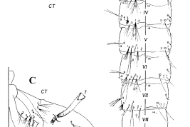 Pupa de Culex interfor. A. Metatórax (izquierda = dorsal, derecha = ventral); B.  Abdomen (izquierda = dorsal, derecha = ventral); C. Cefalotórax. CT: cefalotórax; GL: lóbulo genital; Pa: paleta; T: trompeta (Foto: Mureb-Sallum et al., 1996). 