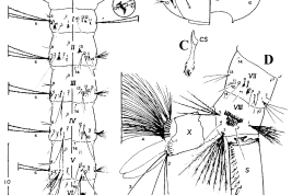 Larva de Culex interfor. A. Tórax y segmentos abdominales I–VI; B. Cabeza; C. Dientes del peine; D. Segmentos abdominales VII–X. E. Espinas del pecten. CS = dientes del peine, M = mesotórax, P = protórax, PS = espinas del pecten, S = sifón, T = metatórax, I–X = segmentos abdominales (Foto: Mureb-Sallum et al., 1996).