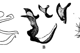 Estructuras de la genitalia masculina de Culex intrincatus. A. Divisiones distal y proximal del lóbulo subapical del gonocoxito; B. Placa lateral; C. Tergito IX (Foto: Duret, 1953).