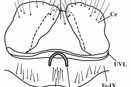 Female genitalia structures of Culex lahillei. Ce = cercus; IsS = insular setae; PGL = postgenital lobe; Te-IX = tergum IX; UVL = upper vaginal lip; UVS = upper vaginal sclerite (Photo: Laurito et al., 2011).