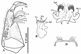Estructuras de la genitalia masculina de Culex lahillei: A. Gonocoxopodito (lateral); B. Placa lateral y edeago (lateral); C. Proctiger (dorsal); D. Tergito IX (dorsal). a–c, f–h = cerdas del lóbulo subapical; Ac = acetábulo; BLA = brazo basolateral del paraproct; CS = cerdas cercales; DA = brazo dorsal; DP = proceso dorsal; Gc = gonocoxito; GC = uña del gonostilo; Gs = gonostilo; PpC = corona del paraprocto; SL = lóbulo subapical; t = dientes; VA = brazo ventral (Foto: Laurito et al., 2011a).
