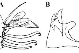 Estructuras de la genitalia masculina de Culex levicastilloi: A. Lóbulo subapical del gonocoxito; B. Placa lateral. (Foto: Lane, 1945).