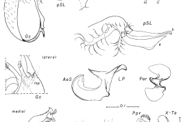 Male genitalia structures of Culex lopesi. a: seta a of pSL; AeS: aedeagal sclerite; b: seta b of pSL; BP: basal piece; CSc: cercal sclerite; dSL: distal division of subapical lobe; f: flat seta of dSL (= foliform); Gc: gonocoxite; Gs: gonostylus; 1: leaf; lsp: lateral setal patch; LP: lateral plate; Par: paramere; Ppr: paraproct; pSL: proximal division of subapical lobe; VIII-Te: tergum VIII; IX-Te: tergum IX; X-Te: tergum X (Photo: Forattini and Mureb-Sallum, 1990).