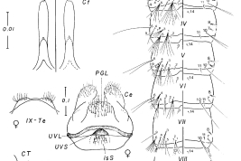 Armadura cibarial femenina y pupa de Culex lopesi. CA: armadura cibarial; Ce: cerco; CiB: barra cibarial; Ct: diente del cibario; CT: cefalotórax; IsS: cerda insular; Pa: paleta; PGL: lóbulo postgenital; Tr: trompeta; UVL: labio vaginal; UVS: esclerito vaginal superior; I-IX: segmentos abdominales; IX-Te: tergito IX (Foto: Forattini & Mureb-Sallum, 1990).
