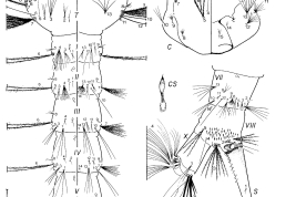 Larva de Culex lopesi. A: antena; C: cabeza; CS: dientes del peine; Dm: mentón dorsal; M: mesotórax; p: perforación; P: protórax; PMPc: proceso posterior mediano; PS: espinas del pecten; S: sifón; T: metatórax; I-X: segmentos abdominales (Foto: Forattini & Mureb-Sallum, 1990).