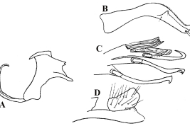 Estructuras de la genitalia masculina de Culex lucifugus. A. Placa lateral; B. Gonostilo; C. Divisiones proximal y distal del lóbulo subapical  del gonocoxito; D. Tergito IX (Foto: Lane, 1953).