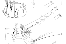 Larva de Culex maxi. A= antena; C = cabeza; CS = dientes del peine; Dm = mentón dorsal; PS = espinas del pecten; S= sifón; VII, VIII, X= segmentos abdominales (Foto: Almirón & Forattini, 1996).