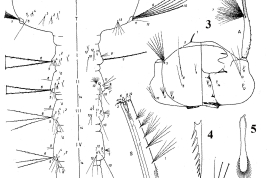 Larva de Culex martinezi. 1. Tórax y segmentos abdominales I–VI; 2. Mentón dorsal; 3. Cabeza; 4. Dientes del peine; 5. Espinas del pecten; 6. Segmentos abdominales VII–X. A = antena, M = mesotórax, P = protórax, S = sifón, T = metatórax, I–X = segmentos abdominales (Foto: Casal & Garcia, 1968c).