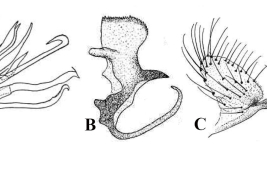 Male genitalia structures of Culex albinensis: A. Subapical lobe of the gonocoxite; B. Lateral plate; C. Tergum IX (Photo: Duret, 1953).