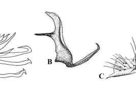 Estructuras de la genitalia masculina de Culex aliciae: A. Lóbulo subapical del gonocoxito; B. Placa lateral; C. Tergito IX (Foto: Duret, 1953).