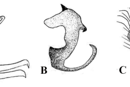 Estructuras de la genitalia masculina de Culex bastagarius: A. Lóbulo subapical del gonocoxito; B. Placa lateral; C. Tergito IX (Foto: Duret, 1953).