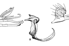 Estructuras de la genitalia masculina de Culex misionensis: A. Lóbulo subapical del gonocoxito; B. Placa lateral; C. Tergito IX (Foto: Duret, 1953).