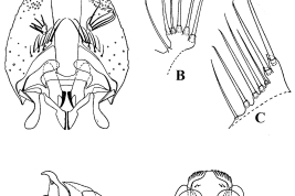 Estructuras de la genitalia masculina de Culex pleuristriatus: A. Gonocoxopodito y falosoma; B. División distal del lóbulo subapical; C. División proximal division del lóbulo subapical; D. Placa lateral; E. Falosoma (Foto: Kumm, 1933).