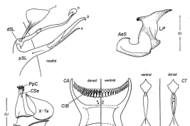 Female and male genitalia structures and cibarial armature of Culex ocossa. a = seta a of pSL; AeS = aedeagal sclerite; b = seta b of pSL; CA = cibarial armature; Ce = cercus; CiB = cibarial bar; CT = cibarial tooth; dSL = distal division of subapical lobe; f = foliform seta of dSL; Gc = gonocoxite; Gs = gonostylus; h = hooked seta of dSL; IsS = insular seta; l = leaf seta of dSL; LP = lateral plate; lsp = lateral setal patch; PGL = postgenital lobe; pSL = proximal division of subapical lobe; s = saberlike seta of dSL; UVL = upper vaginal lip; UVS = upper vaginal sclerite; IX-Te = tergum IX (Photo: Mureb-Sallum & Forattini, 1996).
