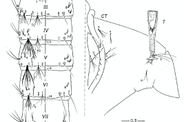 Pupa de Culex ocossa. CT: cefalotórax; P: paleta; T: trompeta; I-IX: segmentos abdominales. Izquierda: dorsal, derecha: ventral. (Foto: Mureb-Sallum et al., 2001)