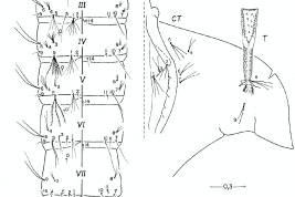 Pupa de Culex delpontei. CT: cefalotórax; P: paleta; T: trompeta; I-IX: segmentos abdominales. Izquierda: dorsal, derecha: ventral. (Foto: Mureb-Sallum et al., 2001)