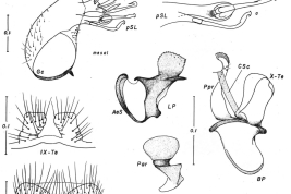 Estructura de la genitalia femenina y masculina de Culex oedipus. Ce = cerco; GC = gonocoxito; Gs = gonostilo; I = ínsula; PGL = lóbulo postgenital; SL = lóbulo subapical; UVL = labio genital superior; IX-Te = tergito IX (Foto: Forattini & Mureb-Sallum, 1987).