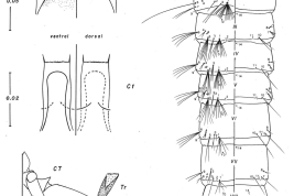 Pupa and cibarial armature of Culex oedipus (Photo: Forattini & Mureb-Sallum, 1987).