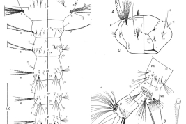 Larva de Culex oedipus. C: cabeza; P: protórax; M: mesotórax; S: sifón; T: metatórax; I-VIII: segmentos abdominales; X: lóbulo anal. (Foto: Forattini & Mureb-Sallum, 1987)