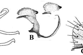 Estructuras de la genitalia masculina de Culex orfilai. A. Lóbulo subapical; B. Placa lateral; C. Tergito IX (Foto: Duret, 1953).