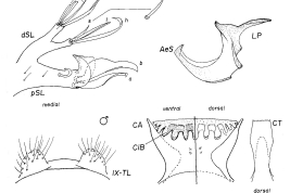 Female and male genitalia structures and cibarial armature of Culex pedroi. a = seta a of pSL; AeS = aedeagal sclerite; b = seta b of pSL; CA = cibarial armature; Ce = cercus; CiB = cibarial bar; CT = cibarial tooth; dSL = distal division of subapical lobe; f = foliform seta of dSL; Gc = gonocoxite; Gs = gonostylus; h = hooked seta of dSL; IsS = insular seta; l = leaf seta of dSL; LP = lateral plate; lsp = lateral setal patch; PGL = postgenital lobe; pSL = proximal division of subapical lobe; s = saberlike seta of dSL; UVL = upper vaginal lip; UVS = upper vaginal sclerite; IX-Te = tergum IX (Photo: Mureb-Sallum & Forattini, 1996).