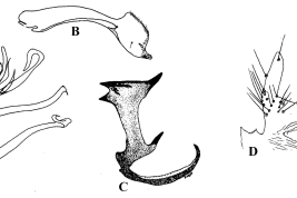Estructuras de la genitalia masculina de Culex pilosus: A. Divisiones distal y proximal del lóbulo subapical del gonocoxito; B. Gonostilo; C. Placa lateral; C. Tergito IX (Fotos: A, B y D Sirivanakarn, 1982; C Duret, 1954).