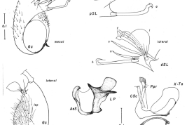 Female and male genitalia structures of Culex plectoporpe. Ce = cercus; GC = gonocoxite; Gs = gonostylus; I = insula; PGL = postgenital lobe; SL = subapical lobe; UVL = upper vaginal lip; IX-Te = tergum IX (Photo: Forattini & Mureb-Sallum, 1987).