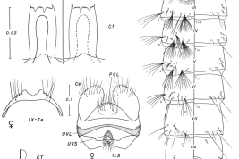 Pupa and cibarial armature of Culex plectoporpe (Photo: Forattini & Mureb-Sallum, 1987). 
