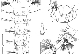 Larva de Culex plectoporpe. C: cabeza; P: protórax; M: mesotórax; S: sifón; T: metatórax; I-VIII: segmentos abdominales; X: lóbulo anal. (Foto: Forattini & Mureb-Sallum, 1987)