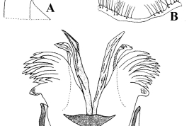 Estructuras de la genitalia masculina de Culex renatoi: A. Lóbulo subapical y gonostilo del gonocoxito; B. IX tergito y paraprocto; C. Falosoma (Foto: Lane & Ramalho, 1960).