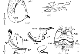 Female and male genitalia structures of Culex ribeirensis. Ce = cercus; GC = gonocoxite; Gs = gonostylus; I = insula; PGL = postgenital lobe; SL = subapical lobe; UVL = upper vaginal lip; IX-Te = tergum IX (Photo: Forattini & Mureb-Sallum, 1985).