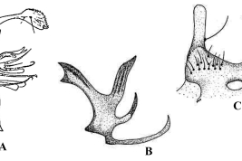 Estructuras de la genitalia masculina de Culex rooti: A. Gonocoxopodito; B. Placa lateral; C. Tergito IX (Foto: A: Pecor et al., 1992; B y C: Duret, 1953).