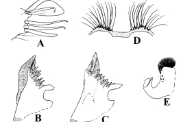 Estructuras de la genitalia masculina de Culex rioajanus. A. Lóbulo subapical del gonocoxito; B. Placa lateral (cara interna); C. Placa lateral (lateral); D. Tergito IX; E. Paraprocto (Foto: Duret, 1968).