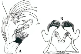 Estructuras de la genitalia masculina de Culex scheuberi. A. Gonocoxopodito; B. Placa lateral y paraprocto (Foto: Camrpintero & Leguizamón, 2004).